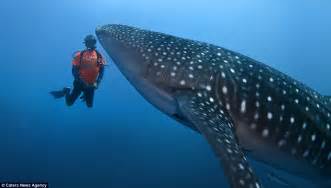 Whale Shark Adventure